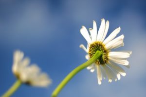 daisy-596765_960_720
