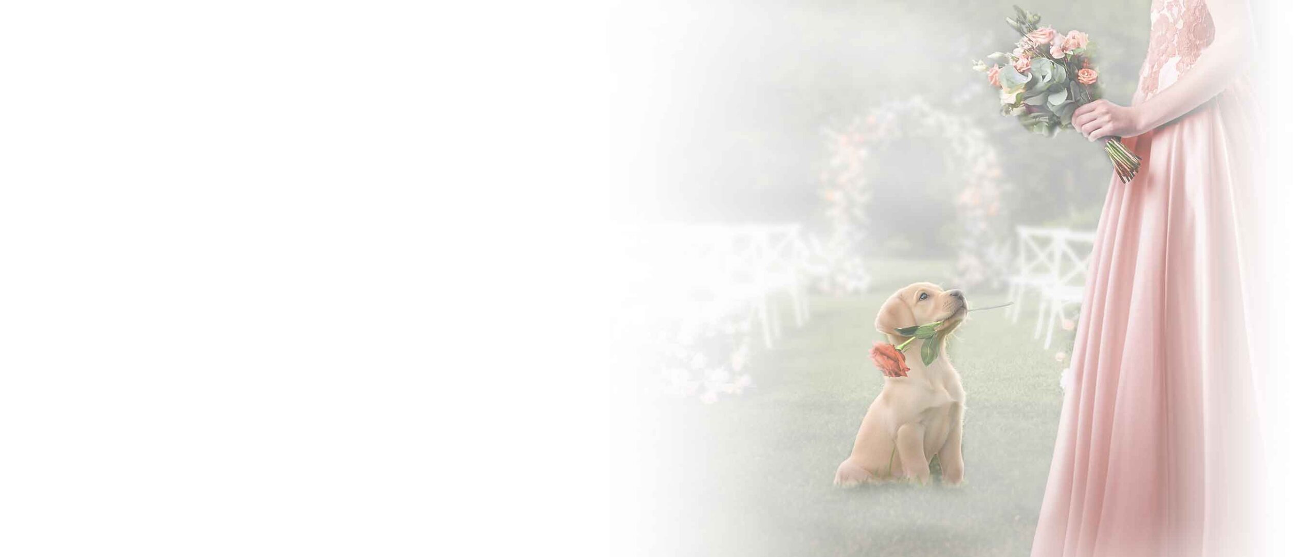 Background image. "Take me to the Wedding" book cover