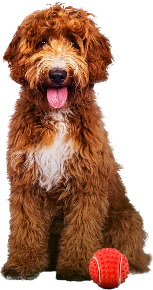 A cute, fluffy, brown dog.